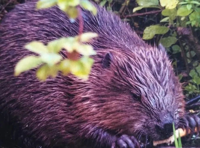 Ferienwohnung Mark شقة *